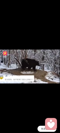这只熊🐻
在动物园【被关】了20年，
如今被放回森林，
却在原地转圈，
即使物理空间自由，
但终究没有逃出【心理的牢笼】。

生活中，
我们是否有很多人也如同这只熊，
给自己画了一个【心理上无形的圈】，
而深陷其中，难以自拔？
​
如何打破心理牢笼，拥有全身心的自由？引人深思……