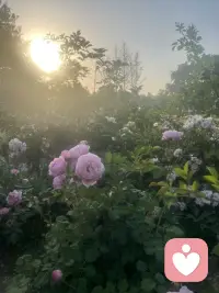 看不清路的时候，就把今天过好。反正无论你怎么张望，雾都不会散。那就允许自己暂时停在原地，不必急着突围，也不必假装从容。把三餐吃暖，把心事放浅，把手里的每一寸光阴，都认真过完。没有白走的路，也没有白熬的夜。也许走着走着，天就亮了；也许过好了今天，明天自然就有了答案配图