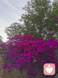 接纳自己的慢，就像花有花期，你的美好也会如约而至。配图