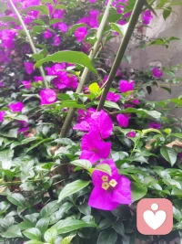 “治大国如烹小鲜”，从小让孩子走进厨房，学习做美味佳肴，计划一家人的可口饭菜，就是在有效培养职场精英、社会栋梁。配图