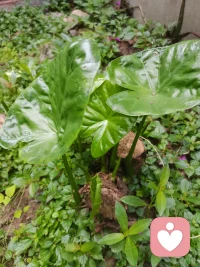 五行之中，各有阴阳，阴生五脏，阳生六腑。肾为癸水，膀胱为壬水，心为丁火，小肠为丙火，肝为乙木，胆为甲木，肺为辛金，大肠为庚金。五行各一，而火分君相，脏有心主相火之阴，腑有三焦相火之阳也。配图