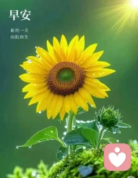 、◡̈ 🌤 𝙈𝙤𝙧𝙣𝙞𝙣𝙜 早安！
把心放宽，把事看淡，
平凡的日子，也会闪闪发光🍀配图