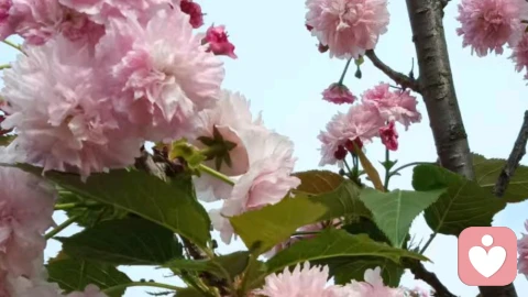 咨询实录|结婚才四天,老公就打了我一嘴巴!因为我骂他不该娶媳妇儿,应该娶他妈!