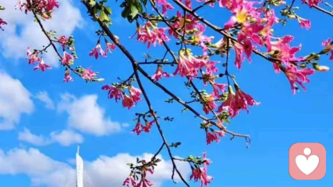 咨询实录｜儿子高考后我想离婚。他说“日子过得好好的离什么”：律师和咨询师给了不同答案！