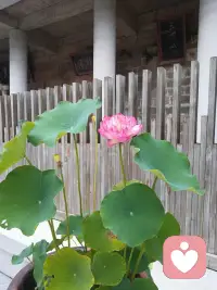 好的爱情是真正的相知相伴，爱着对方，但又保持着适当的距离。这样的爱情才会相处不累，沐浴在爱河中的两个人，两个世界相加应该是变得更广阔，而不是越来越狭窄。

连岳说过一段话，道出了成熟爱情的真相：爱情应该是加法，两个相爱的人，要比他们独立时更坚强，更有趣，自然也会有更多的快乐。

爱与婚姻都不能让女性减去独立，让男性减去智慧。好的爱情不是总想着改变对方，而应该把力气用在自身，让自己变得充实丰满，与众不同。


你身上散发的正能量才是最值得信赖的吸引力。

好的爱情是滋养，是灌溉，它让你成长，让你从一个人的孤单变成两个人的强大!不依附，不粘着，但心却在一起。

这样的爱情带来的是欢声笑语，乐观向上，当对方想到你时，嘴角就会忍不住上扬。

时光本无情，却因你而绵长，岁月虽艰辛，却因你而温柔。最成熟爱情的相处模式，莫过于和你在一起，时间总是不够用，而我也变成了最放松的自己。我们深情但不依赖，情至浓处，沉默亦是告白。配图