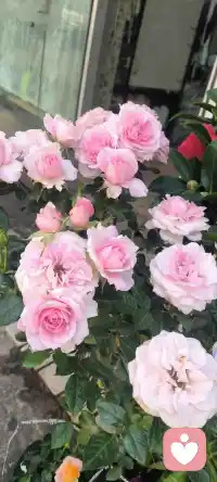 一个在意自己的人，绝对不会做任何伤害，贬低，羞辱或是毁坏自己或他人的事。也不会将自己的过错推卸给其他人。例如：一个在意自己的人，绝对不会以吸毒，酗酒或嗜烟而虐待自己，也不会允许别人伤害自己的身心，更不会用暴力的方式破坏自己的人际关系。

不知道爱惜自己的人，很容易沦为那些不讲道德的人发泄愤恨，实施暴虐的工具，他们会放弃自己的权利，从而沦为情感的奴隶，并表现为不断的讨好别人。配图