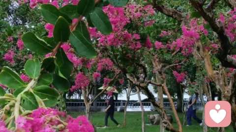 咨询实录｜公婆带娃8年拒绝回老家，我们出钱租房也被拒：体面退场为何这么难？
