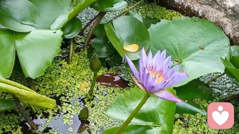 咨询实录|老公年薪40万,情人节却从垃圾桶捡花送我:这日子还能过吗?
