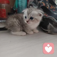 小猫咪蓝蓝的眼睛，很多人爱撸猫是有原因的，解压吧配图