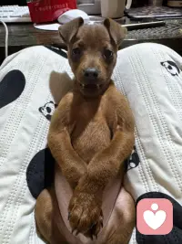 博主养了一条好乖的小鹿犬哦☺️配图