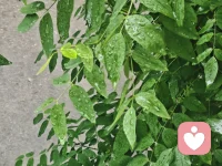 下雨了，水珠在叶儿上短暂停留，会停留多久呢？
那就看缘分。