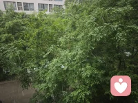 原来雨特别大的时候，雨滴真的可以连成线。配图
