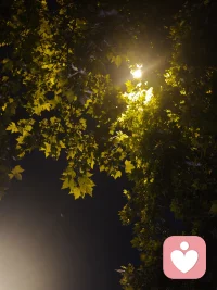 原来雨特别大的时候，雨滴真的可以连成线。配图