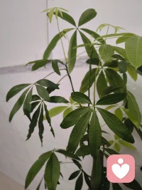 世间所有的焦虑
纠结与不甘
大多是没能正视生死
当看懂来去皆是常态
心就静了 日子也就活明白了#情绪树洞配图
