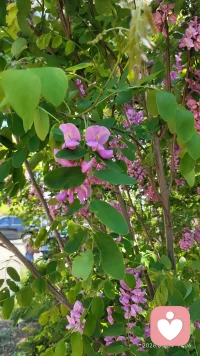 欲买桂花同醉酒，终不似，少年游