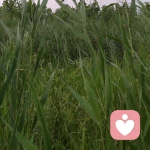 暖洋🍀的头像