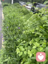 周末早起加班。配图