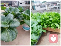 不开心的时候，就去种种菜吧。看着它们一点点冒芽、长大，那种踏实的成就感，能悄悄把坏情绪都抚平。