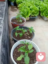 不开心的时候，就去种种菜吧。看着它们一点点冒芽、长大，那种踏实的成就感，能悄悄把坏情绪都抚平。