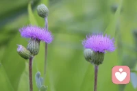 愿我们历经半生风霜，依旧心怀暖意。褪去尖锐锋芒，守住内心温柔，于烟火流年中，自愈自渡，向阳而行，平安顺遂，岁岁安然。配图