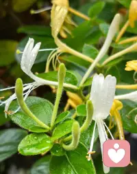 金银花开了，你心中的花儿开了没？配图