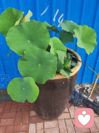 [合十][合十]万物都在供养你
🍀阳光从不问你是谁，照样温暖你；兩水从不挑三拣四，照样滋润你；大地默默承载，从不嫌弃你；
🍀花草自然生长，只为给你一抹生机。
🍀这世间所有的美好，都在无条件供养你，成全你。
❤你从来都不缺爱，
🍀只是你总盯着别人的态度，
🍀忽略了天地万物，一直都在深爱你。
🍀不必向外抓取认可，不必强求谁的陪伴，不必因一段关系，一句评价，一次冷落，就否定自己，消耗自己。
🍀你本就圆满，本就丰盛，本就值得。人间所有的经历，
🍀都是为了让你醒过来，好好爱自己，不再向外求，接纳一切好与坏，允许一切发生，放下一切烦恼最终活成从容，清醒，自在的自己👍