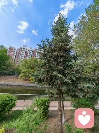 我从来没注意到过，这棵树，他给我展现的是他的花，还是果实。我其实童年也经常被否定，母亲总不想让我做事，所以否定我，我的爱流动性也不好，但是我后来改变对生活的态度，一花一草一木的欣赏，开启对生活的热爱，对人性的接纳，改变了很多。后来我试着听音乐，感受音乐的表达，现在有了自己的感受，并和自己表达，这个是原来我想都不敢想的，因为我一直以为我没有音乐天分，有时候天分确实可以创造，但体会美好的感受也是一种天分，这个谁都有，只是没有让爱流动。正如这棵树，我从来没注意到他今天的状态，但从今天起，他走入我的世界，开始属于我的世界。配图