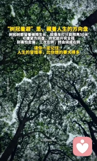 见字如面：
“树冠羞避”里，藏着人生的方向盘。
树和树都留着缝隙生长，就像车灯只能照亮 50 米，可握紧方向盘，终究能开完全程。别害怕走偏，三次左转，终会绕成右转。请一定记住：人生的容错率，比你想的要大得多！配图