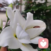  情绪从不是洪水猛兽，它只是内心发出的求救信号。学会接纳，才是和解的开始。