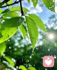 最近很喜欢下雨，我们这里的天气，白天阳光灿烂，每过两三天，到了晚上，就来一场酣畅淋漓的雨，听着雨声，夹杂着水气的凉风令人感到心旷神怡，第二天早上又阳光灿烂，焕然一新。
所谓风调雨顺就是这样子的吗？配图