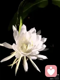 前天一位美丽的老师送我三朵她种的昙花，非常感恩和开心，虽然早听说过昙花，看到有人种及自己亲眼看到却是第一次，意外的喜悦。配图