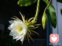 前天一位美丽的老师送我三朵她种的昙花，非常感恩和开心，虽然早听说过昙花，看到有人种及自己亲眼看到却是第一次，意外的喜悦。配图