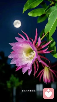 前天一位美丽的老师送我三朵她种的昙花，非常感恩和开心，虽然早听说过昙花，看到有人种及自己亲眼看到却是第一次，意外的喜悦。配图