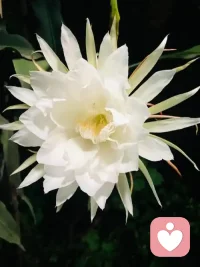 前天一位美丽的老师送我三朵她种的昙花，非常感恩和开心，虽然早听说过昙花，看到有人种及自己亲眼看到却是第一次，意外的喜悦。配图