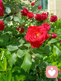 今天晴空万里，白云朵朵，心花怒放，兴冲冲到岗位，把计划要做的工作一口气都做完了，喜欢我的工作，每次做完很有成就感！
《巴黎圣母院》中卡西莫多敲钟的感觉。
有人问我，今天端午节不休息啊，我笑眯眯的，心想这样过节大家会更开心啊。
做完边晒太阳边拿手机发祝福给亲人朋友们，给妈妈打电话问安好，晒的全身滚烫，有点口渴，中午回家滚了个蔬菜汤面，红茶配苹果茶，吃了个酣畅淋漓，什么叫女汉子！
当下即圆满就是这样的吗，端午节快乐！配图