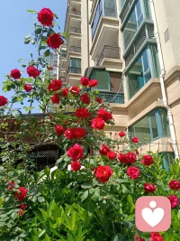 今天晴空万里，白云朵朵，心花怒放，兴冲冲到岗位，把计划要做的工作一口气都做完了，喜欢我的工作，每次做完很有成就感！
《巴黎圣母院》中卡西莫多敲钟的感觉。
有人问我，今天端午节不休息啊，我笑眯眯的，心想这样过节大家会更开心啊。
做完边晒太阳边拿手机发祝福给亲人朋友们，给妈妈打电话问安好，晒的全身滚烫，有点口渴，中午回家滚了个蔬菜汤面，红茶配苹果茶，吃了个酣畅淋漓，什么叫女汉子！
当下即圆满就是这样的吗，端午节快乐！配图