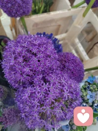 努力做一个淡淡的人，淡到任何关系都伤不到你！幸福是养自己的心，而不是养人家的眼！配图