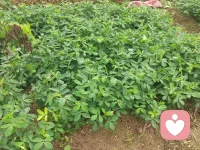 今日小满[玫瑰]，24节气中无大满，因为
天道忌圆满🌸
最好的家庭教育是小满教育📚配图
