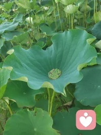 很多委屈，都是自己惯出来的。
害怕得罪人，过度在意别人眼光，
习惯性讨好。
往后把好脾气留给自己，
不必活在别人的评价里。配图