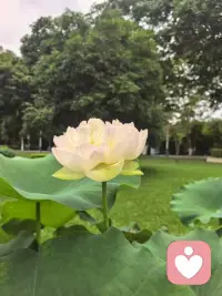 你本俱自足，无需活在任何人的评价里