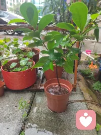 七月初八的雨真凉快，滴滴哒哒是多么动人的自然之音