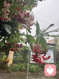 我喜欢，雨落窗前的静谧，将生活里许多浮华掩去，即便，四季的朝暮往复中，不是每一场雨，都恰好让人期待，它忽而瓢泼，阻人前行的脚步，忽而细微，迷人遥望的眼眸。配图
