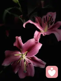 在别人眼里你很温柔，其实哪有什么天生温柔，是自已学会了控制情绪而已，一半是为了尊重别人，一半是为了保护自己。配图