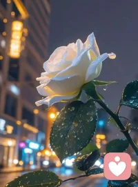 白日的喧嚣尽数落幕，夜色裹着温柔漫上来，周遭只剩安静。卸下一身匆忙与琐碎，终于拥有独属于自己的片刻安宁。不必迎合任何人，不用追赶任何事，任由思绪慢慢放空。窗外灯火稀疏，晚风轻缓，心里紧绷的弦悄然松弛。世间纷扰暂时与我无关，只贪恋这深夜难得的静谧。好好沉淀情绪，安抚疲惫的自己，在平和里静待天光，允许所有心事，在此刻缓缓归于平静。