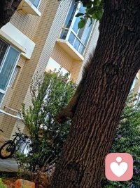 小松许和它的午饭配图