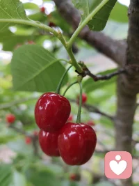 “夏天的第一份甜，是枝头的樱桃给的。
生活里的小美好，有时候就藏在这些不起眼的瞬间里。
如果你也想停下来，找个人聊聊生活里的碎碎念，我在这里陪着你配图