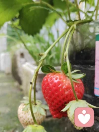 阳台的第一颗熟草莓🍓
生活的甜，有时就藏在这些“慢慢来”里。
不用急着长大，不用逼自己完美，你有自己的节奏，也会有自己的花期。
 
如果你想找个人聊聊，我在给力心理等你。✨
 
#给力心理 #倾听陪伴配图