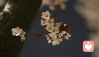 应无所住而生其心，就是对过往从不留恋，对眼前从不抓取，对一切绝不执着。