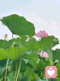 不错过一朵花开
不错过一场雨来配图