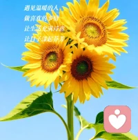 活着就像向日葵这样绽放🌹🌹🌹